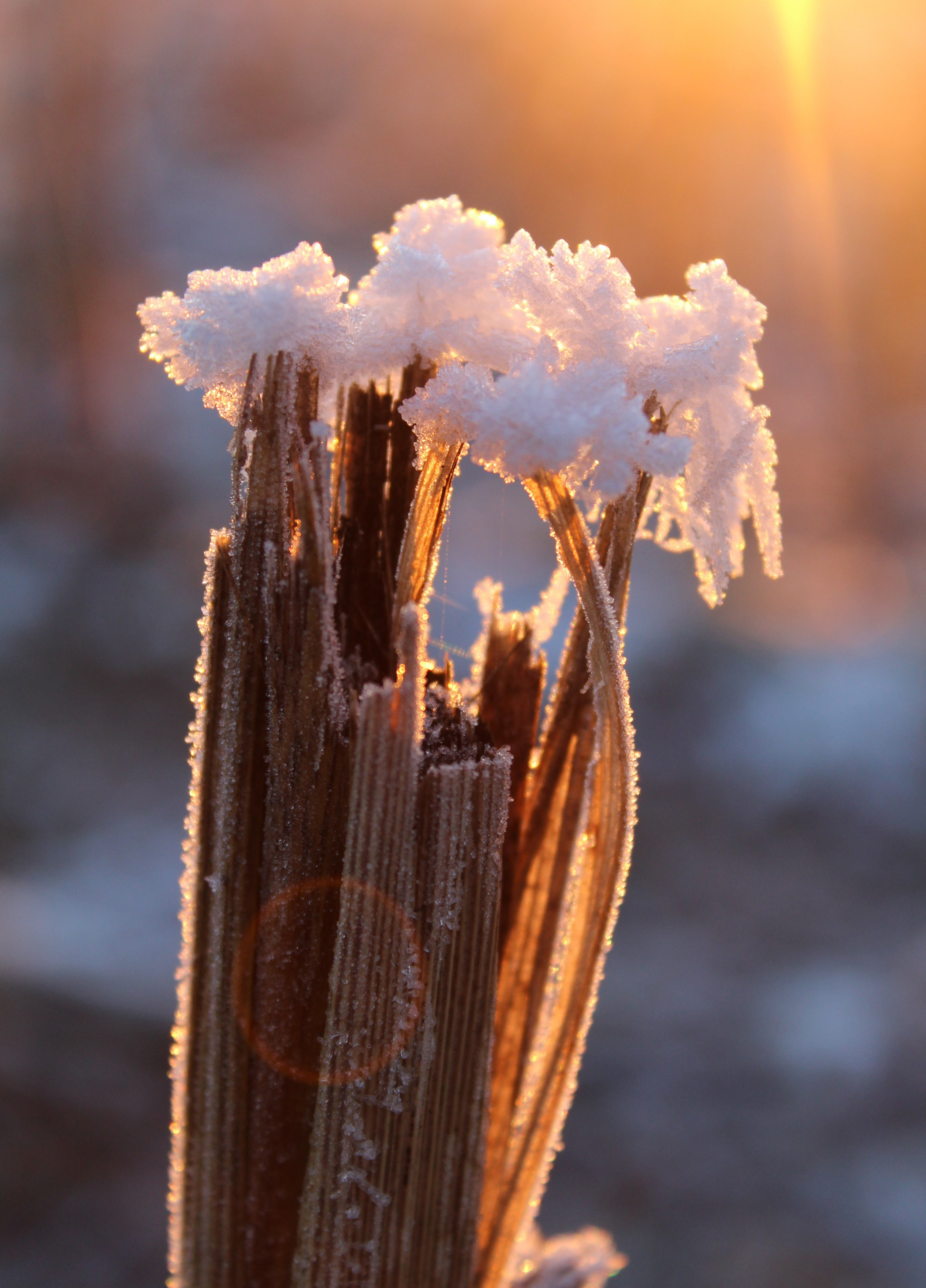 Köster, Maria Theresia