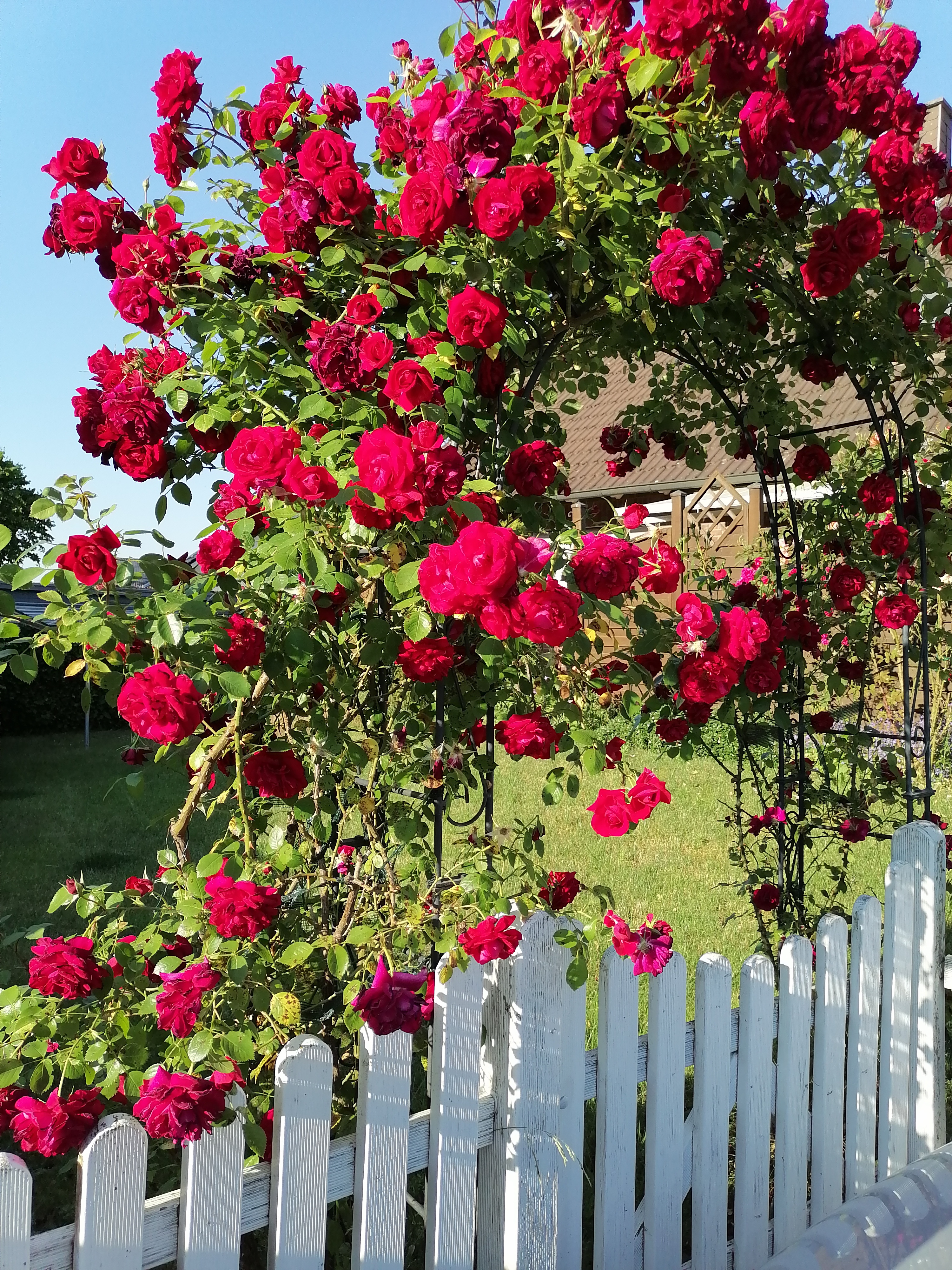 Riedel, Peter Herbert Ingo