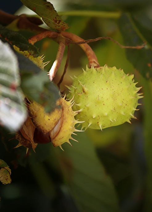 Nordhaus, Franz-Josef