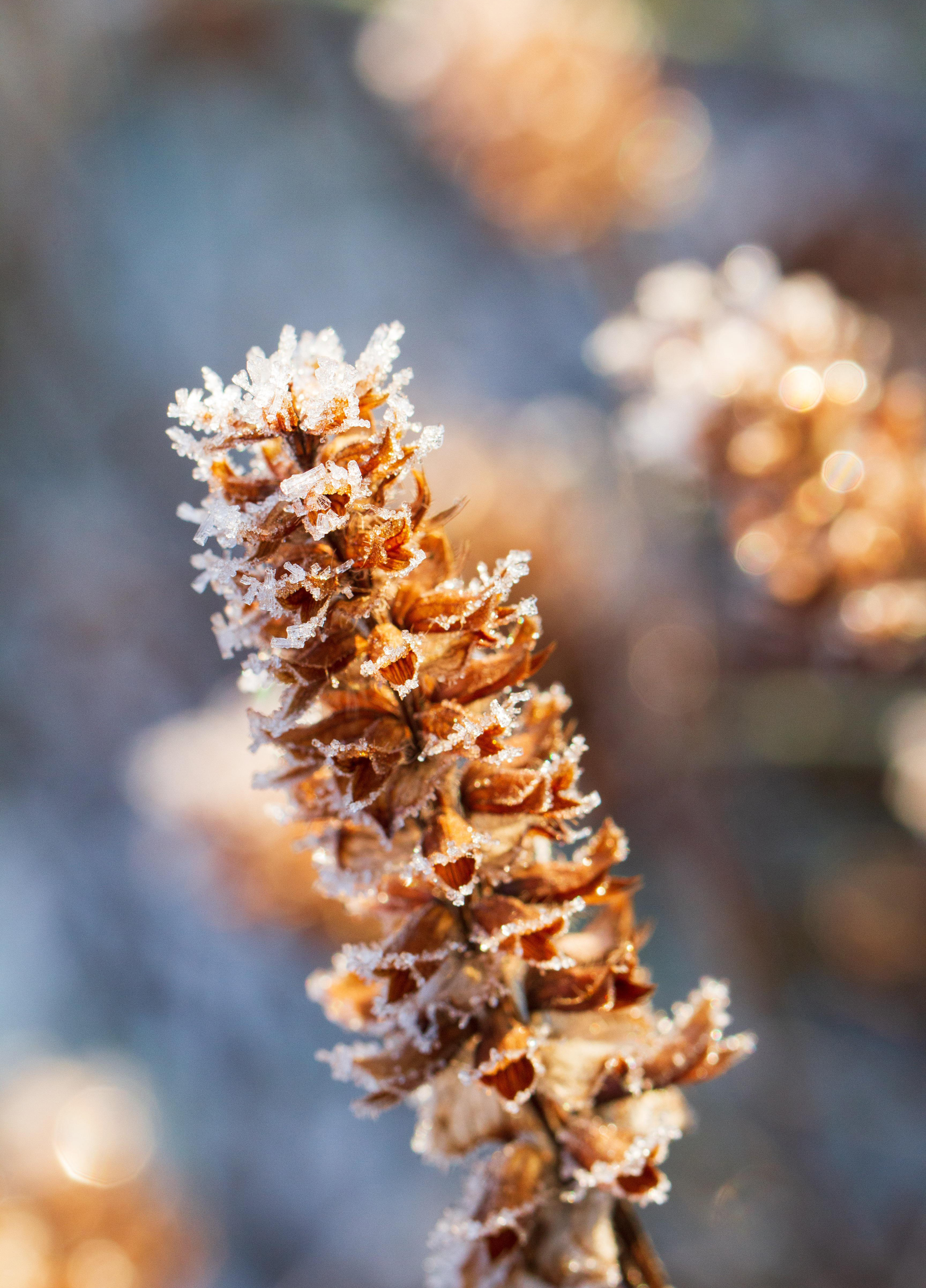 Bellanova, Maximilian