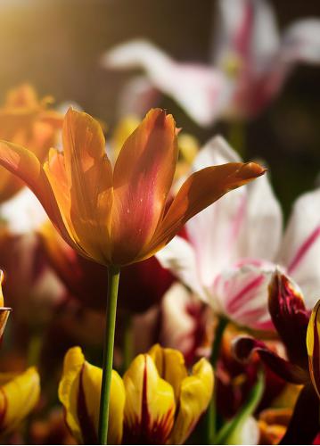 Haselier, Hans Josef