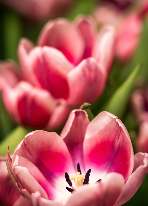 Wirtz-Prünte, Manuela