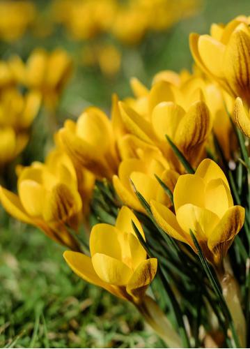 Sattler, Hans Joseph