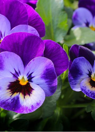 Baumhöfer, Eberhard