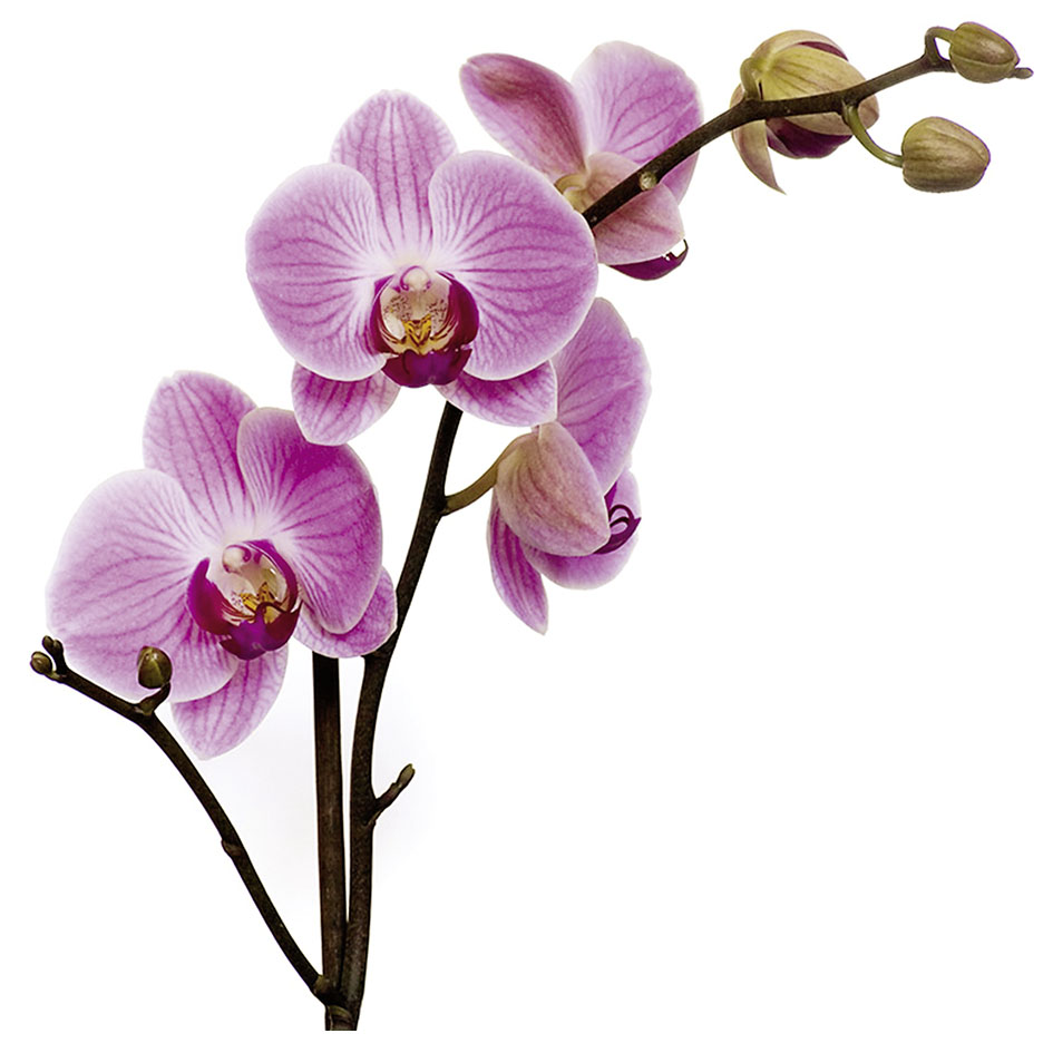 Austmeyer, Elisabeth