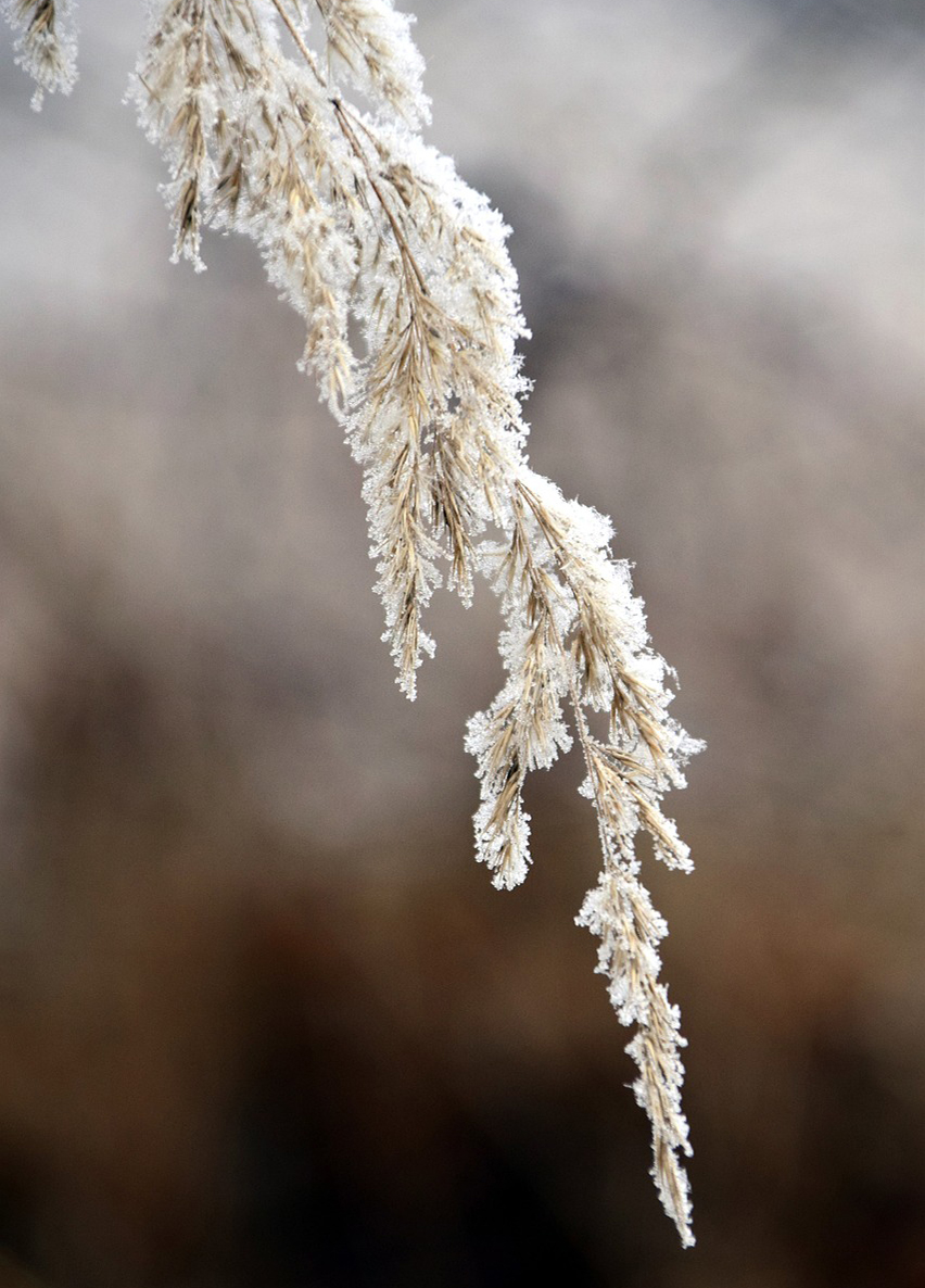 Müting, Johannes Pastor i.R.